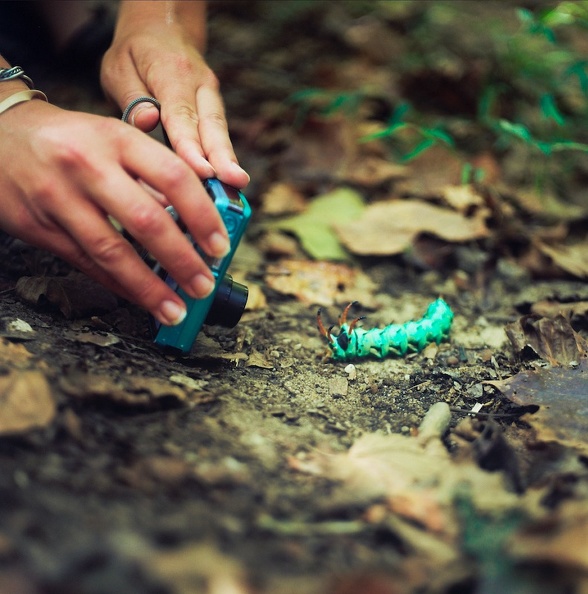 Hickory Horned Devil 1.jpg